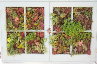 Window Frame Garden Plot