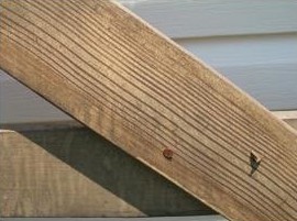 wood-grain-texture